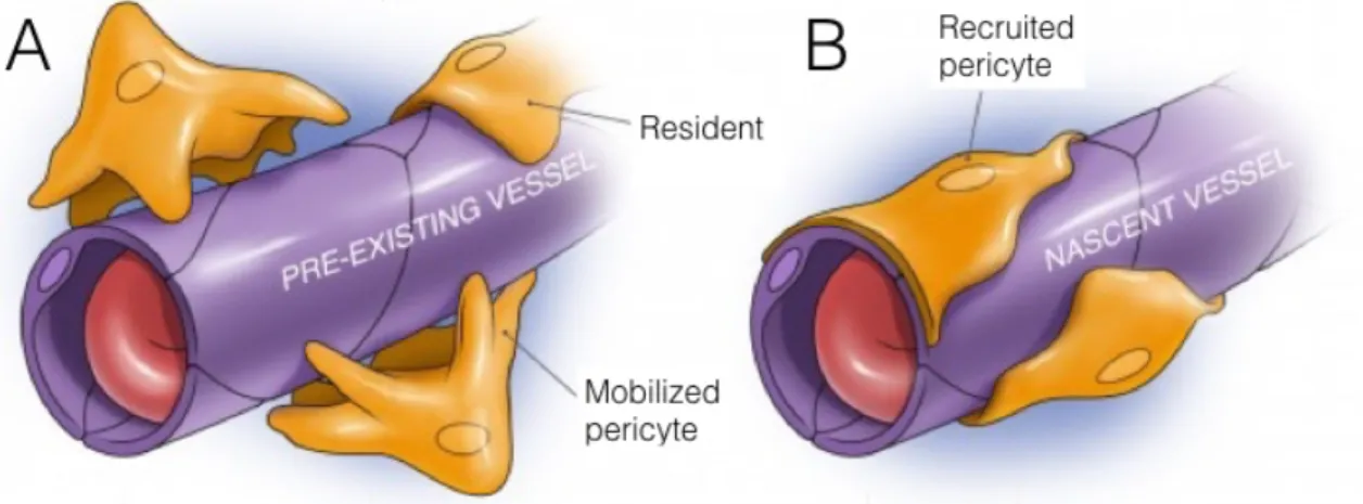 Figure 4.  Mobilization and transfer of pericytes 72 . The residing MSCs have the capability of  associating with bone pre-existing marrow vessels as pericytes for angiogenic stimuli (A)