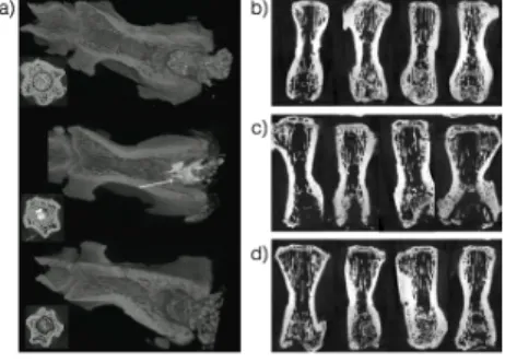 1. Ábra: reprezentatív micro-CT felvételek a  csigolyákról  12  héttel  az  operációk  után  a  kísérletek végeztével.