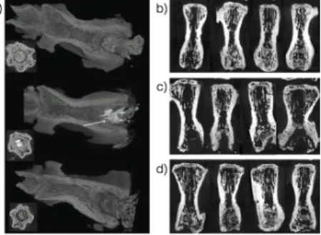 Figure  1  (upper  image  on  Panel  a)  shows  that  the  defect  was  completely  filled  with  PMMA  and  no  bone  formation  was  observed