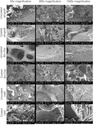 Figure  3.  Macro-  and  microstructure  of  freeze-dried  albumin  coated  and  uncoated  bone  grafts