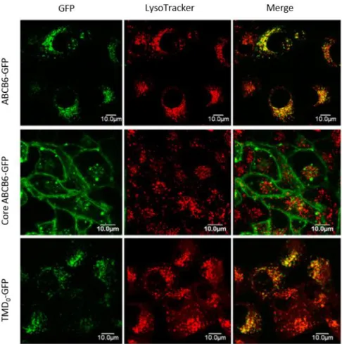 Figure 4. Intracellular targeting of GFP-tagged ABCB6 variants in HeLa cells.  Cells were  transfected  by  GFP-fusion  proteins