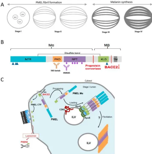Figure  7.  Schematic  picture  of  PMEL  isoforms  melanosomes  and  in  different  compartments