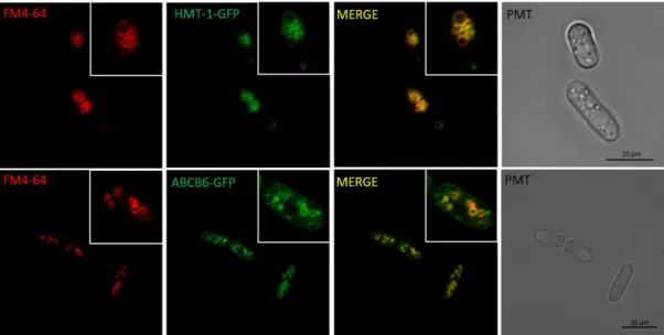 Figure  9.  ABCB6-GFP  localizes  to  vacuoles  of  S.  pombe.  Hmt-1-deleted  S.  pombe  was  transformed with pREP1-HMT-1-GFP or ABCB6-GFP (green); vacuoles were stained with FM  4-64 (red)