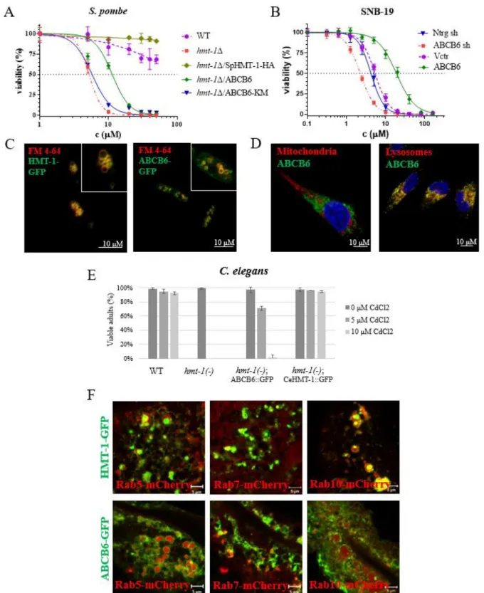 Figure  1.  A  In  cytotoxicity  assay  ABCB6  rescues  the  Cd-sensitive  phenotype  of  HMT-1- HMT-1-deficient S