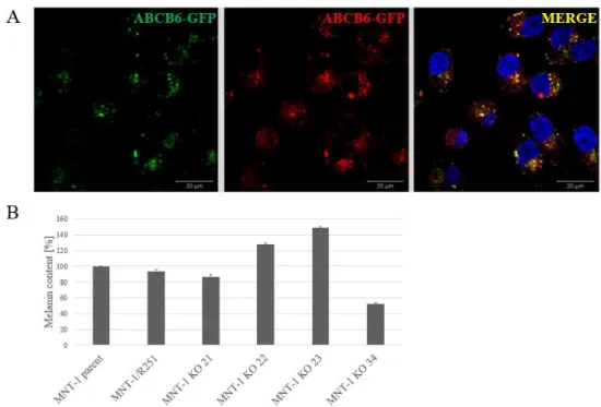 Figure 3. A Endogenous ABCB6-GFP is localized to the lysosomes of MNT-1 cells. B ABCB6  affects the intracellular melanin content of MNT-1 cells