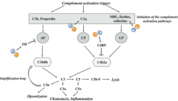 Figure 1. Interaction of pentraxins with the complement system 