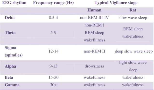 Table 1. Basic EEG rhythms and the typical vigilance stages where the rhythms  are most frequently occur in human and rat [8, 11, 12]