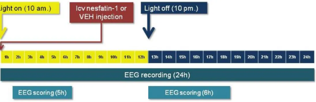 Figure  6.  Experimental  design  of  the  electroencephalographic  (EEG)  study  in  Experiment  3:  the  effect  of  nesfatin-1  on  the  sleep-wake  cycle  and  EEG  spectra