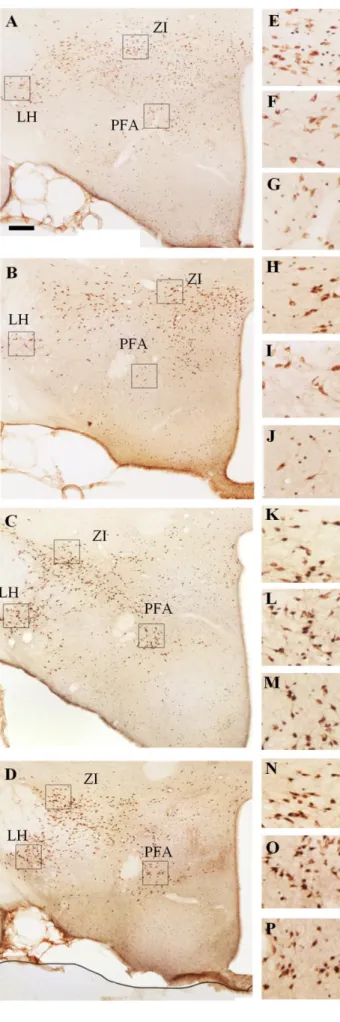 Figure  8.  Illustrative  pictures  about  the  MCH/Fos  double  immunostaining  visualizing  the  neuronal  (Fos,  bluish  nuclei)  activation  of  the   melanin-concentrating  hormone   (MCH)-expressing  neurons  (brown  cytoplasmatic  staining)  in  dif