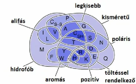 9. ábra: Az aminosavak csoportosítása különböző szempontok szerint (a rövidítések  magyarázata a 3