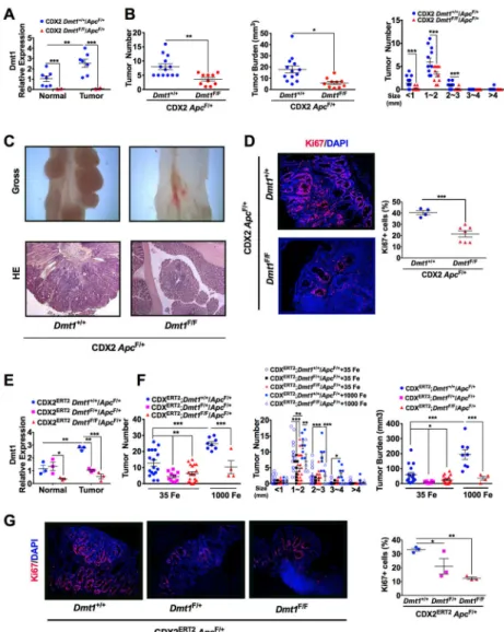 Figure 2. Colon-selective disruption of DMT1 decreases sporadic and colitis-associated colon  tumors