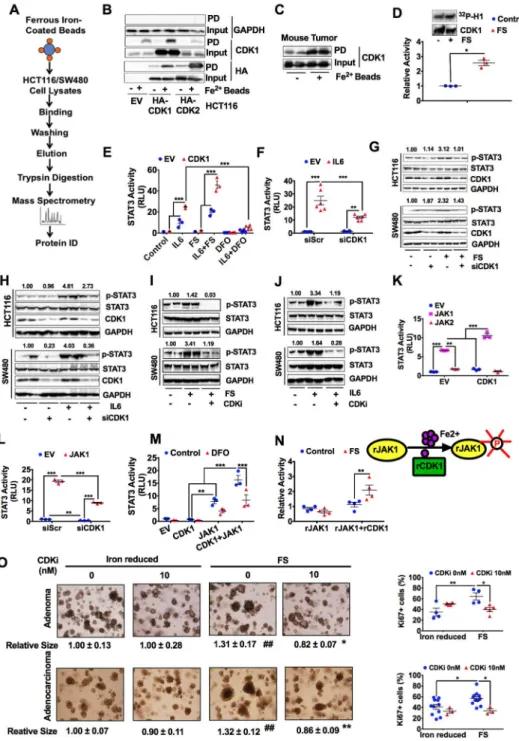 Figure 6. Iron-dependent CDK1 kinase activity is critical for JAK-STAT3 activation