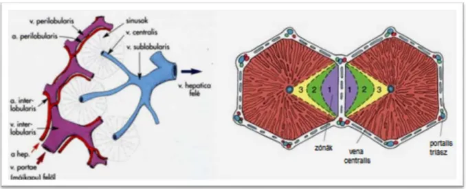 2. ábra: A máj I-R utáni  microcirculatio csökkenésének  pathophysiologiája. 