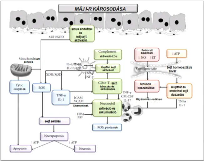 19. ábra: A máj I-R károsodásakor lejátszódó folyamatok röviden (148) 