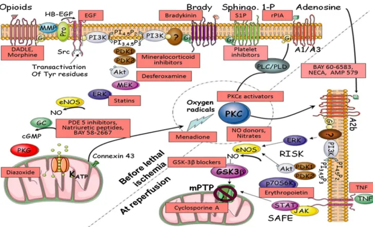 Fig. 2 A proposed map of some of the major signalling pathways involved in ischaemic pre- and postconditioning