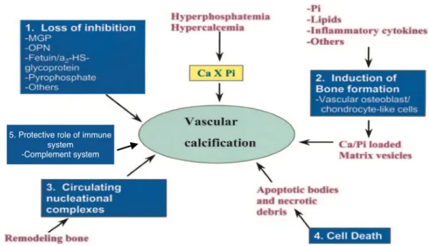 Figure  2.  Summary  of  factors  influencing  vascular  calcification.  Original  Figure  by  Giachelli et al.[55] 