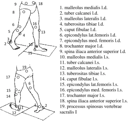 5. ábra: 19 pontos biomechanikai modell az ultrahang alapú járásvizsgálathoz (Knoll és mtsai,  2004) 