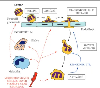 1. ábra: A neutrofil granulociták vándorlása  és szöveti aktivációja 