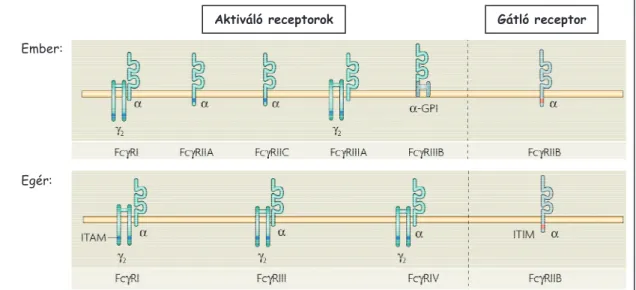4. ábra: Az emberben és az egérben elĘforduló FcȖ-receptorok  A Ȗ 2  az Fc-receptor Ȗ-láncot jelöli