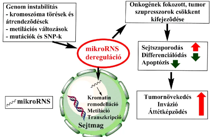 2. ábra: A mikroRNS-ek szabályozási zavara és a daganatképződés összefüggései 