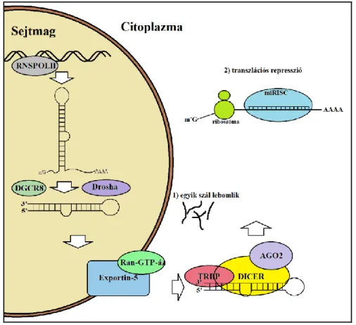 4. ábra: Az érett miRNS keletkezése 
