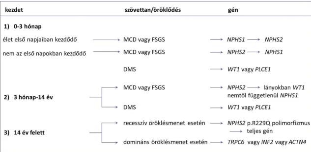 3. ábra:  Diagnosztikus algoritmus  szteroid-rezisztens nephrosis  szindrómában. DMS, diffúz mesangialis  sclerosis; FSGS, focalis segmentalis glomerulosclerosis; MCD, minimal change betegség 