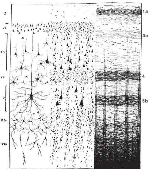 1. ábra – Az agykéreg lamináris szerkezete. Az agykéreg réteges szerkezetét különféle  szövettani festési eljárásokkal láthatóvá tehetjük: Golgi-festés (bal), Nissl-festés (közép)  és mielin-festés (Weigert-módszer, jobb)