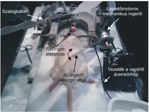 6. ábra – A kísérleti felállás szomatoszenzoros ingerlés során. A kép felső részén látható  az állat fejébe ültetett szilícium elektróda az előerősítővel, valamint a nyakizomba szúrt  földelő és referencia elektródákkal