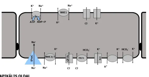 5. ábra A nyálmirigy duktusz transzporterei (saját ábra) NHE1, 2, 3: 1., 2., 3. típusú Na + -H + -kicserélő,  ENaC: epiteliális nátriumion csatorna, CFTR: cisztikus fibrózis transzmembrán konduktancia regulátor,  PAT1: Cl - /HCO 3 -  kicserélő; SLO: Ca 2+ 