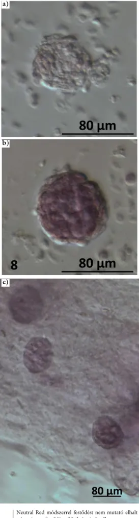 4. ábra Neutral Red módszerrel festődést nem mutató elhalt (a), vala- vala-mint pirosra festődött élő (b és c) tüszők
