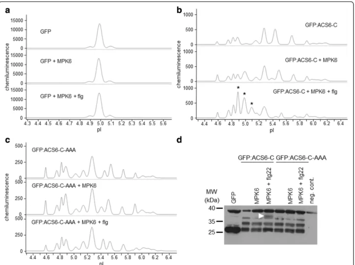 Fig. 2 Detection of phosphoisoform distribution of transiently expressed GFP variants by cIEF-immunoassay