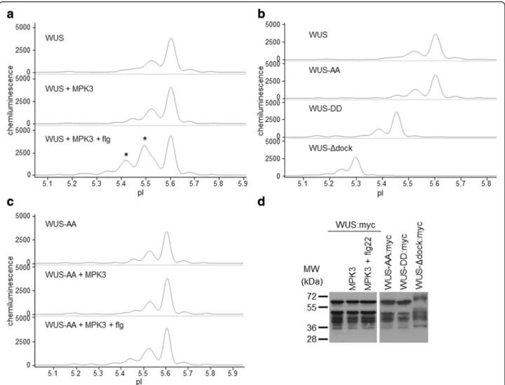 Fig. 3 WUS is an MPK3 substrate in vivo. a-c Electropherograms of various WUS:myc fusion proteins and their isoform distributions in cIEF-immunoassay.