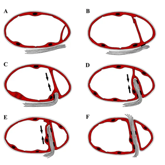 4. ábra: Inverz bimbózás (Forrás:12-átszínezve).  Endotélsejt (piros), bazális membrán  (szürke),  kollagénköteg  (fekete  vonalak)