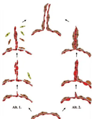 1. ábra: Bimbózó („sprouting”) angiogenezis (Forrás:20). A bimbózó angiogenezis két  alternatívája