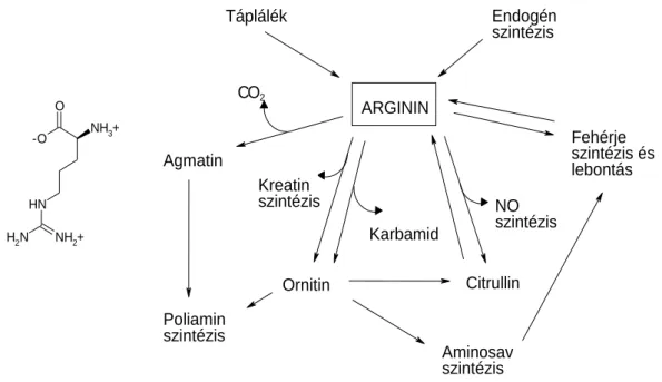 4. ábra. Az L-arginin szerkezete, forrásai és szerepe az emlős szervezetben. 