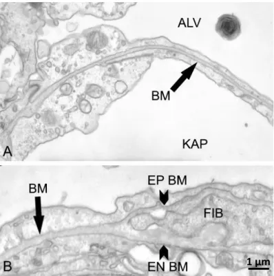 9. Ábra. Bazális membránok a tüdőben .  (A)  Fúzionált  (kettős)  bazális membrán  az  endotélsejt és a pneumocita között