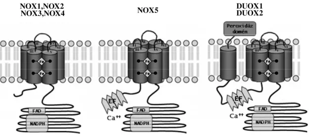 4. ábra.  A NADPH oxidáz enzimek általános felépítésének sematikus ábrája. 