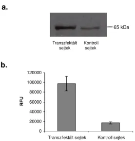 12. ábra. a.  A NOX4 enzim expressziós szintjének összehasonlítása transzfektált  és nemtranszfektált 293 FS sejtvonalakban Western blot módszerrel  b