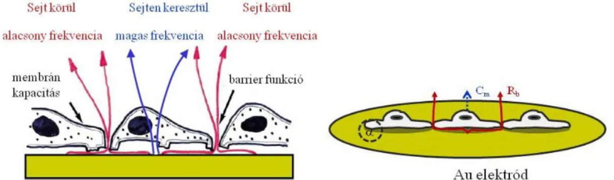 8. ábra: A sejtek elektródra történő kitapadásának következménye az áram haladására  (baloldal) és az impedanciát befolyásoló tényezők (jobb oldal): membrán kapacitás  (C m ), sejtek közötti ellenállás (R b ) és a sejt/elektród kapcsolatot jellemző „&#34;