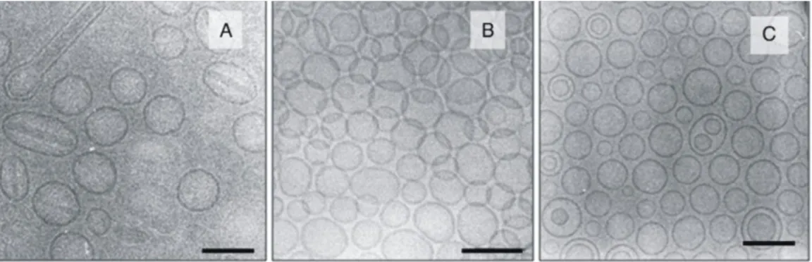 3. ábra A doxorubicint (Doxil) (A), ciszplatint (SPI-077) (B) és hatóanyagot nem  tartalmazó vezikulák transzmissziós elektronmikroszkópos képei