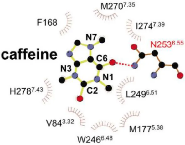 6. ábra Hidrogénhíd kialakulása a koffein és az adenozin 2A - receptor aszparaginja  között (Dore és mtsai 2011) 