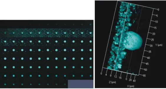 8. ábra Fluoreszcensen festett GUV-preparátum kétdimenziós rétegfelvételei és a  belőlük összeállított térhatású („háromdimenziós”) kép (saját felvétel)