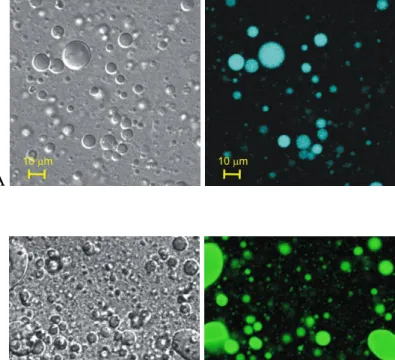 12. ábra Fordított fázisú rotációs vákuum elpárolással előállított minták  transzmissziós (bal) és fluoreszcens (jobb) képei