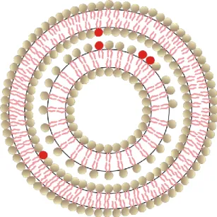 2. ábra Egy többrétegű (multilamelláris) vezikula (MLV) szerkezetének sémája,  mely megjeleníti a fejcsoportokat (gömbök) és az apoláris oldalláncokat
