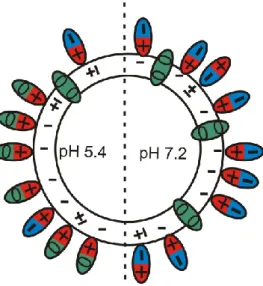 2. ábra A CPFX molekulák liposzómához történő kötődése a két vizsgált pH- pH-értéken. A +, 0 és – jelek utalnak a CPFX töltésére