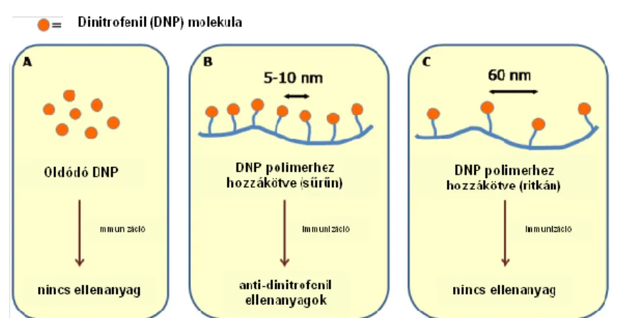 5. ábra Ellenanyag T-sejt független  keletkezésének sematikus bemutatása. (Dintzis, 1976 nyomán  módosítva)  (58)  