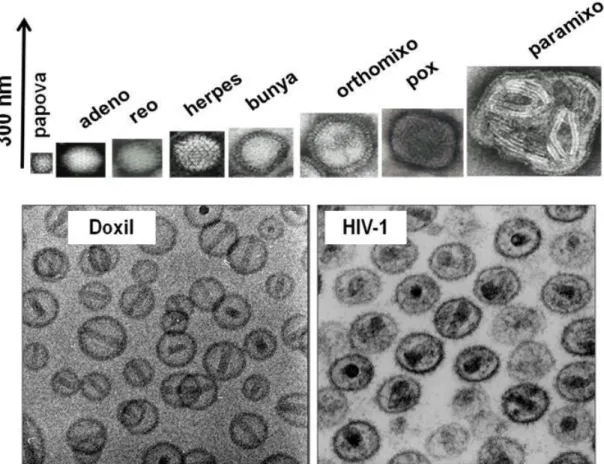 7. ábra Kórokozó humán vírusok  méretei (felső), illetve a Doxil és a HIV  közötti hasonlóság  (alsó)