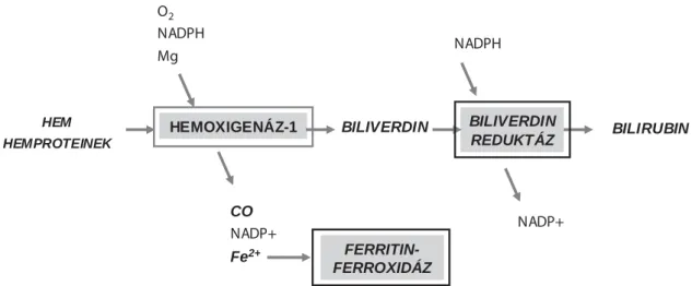 3. ábra A hemoxigenáz-ferritin rendszer, amely a toxikus hemet katabolizálja, a vasat biztonságosan tárolja, antioxidáns bilirubint szintetizál és antiinﬂ amma- amma-torikus szén-monoxidot képez