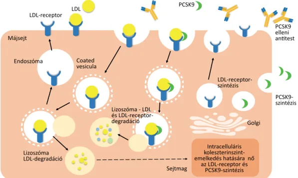1. ábra A proproteinkonvertáz szubtilizin/kexin-9 (PCSK9-) gátló monoklonális antitestek hatásmechanizmusa  LDL = low-density lipoprotein