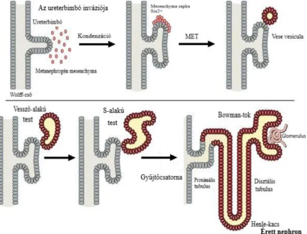 1. ábra. A vesefejlődés lépései [22]. 